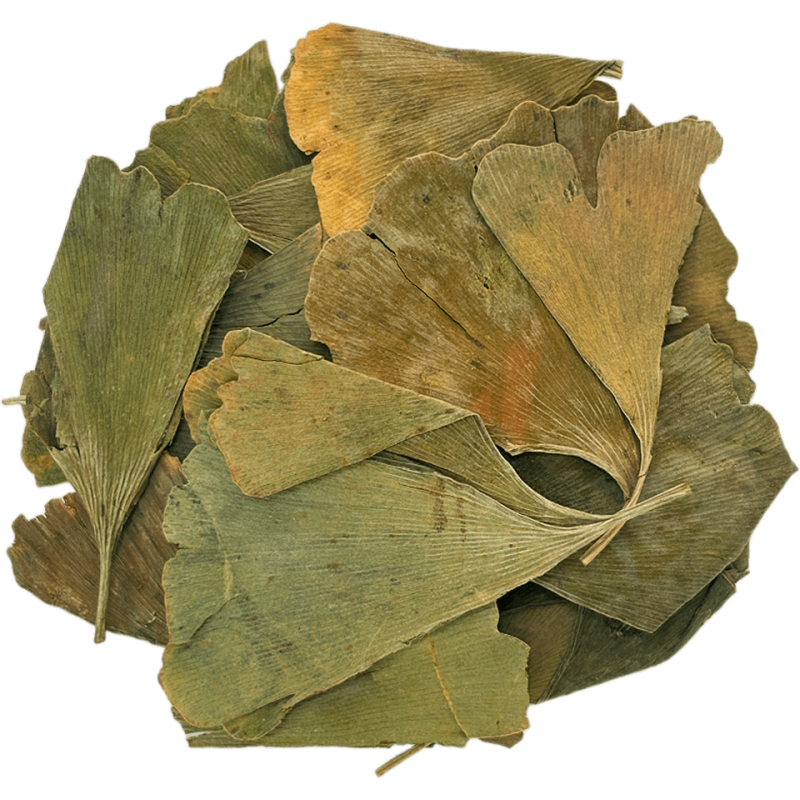 Листя Гінкго